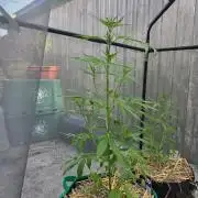 Banana Frost-Fastbuds