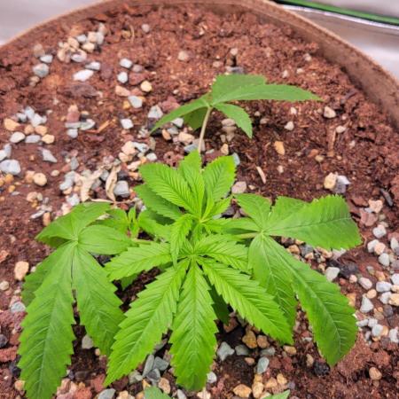 Gorilla Cookies FF-Fastbuds