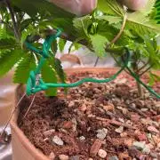 Sour G R1-Ethos