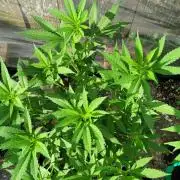Chem Funk Clone
