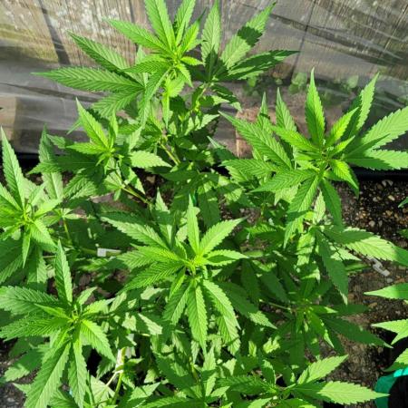 Chem Funk Clone