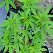 Chem Funk Clone