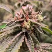 Gorilla Cookies FF-Fastbuds