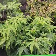 Z42 #2