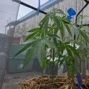 LSD-Zamnesia