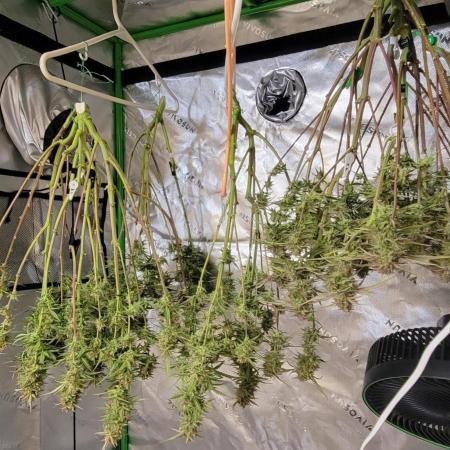 First full tent run two fast buds autos