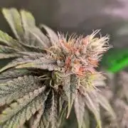 Gorilla Cookies FF-Fastbuds