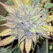 Lemon Cherry Cookies