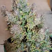 RF3 Strawberry Gorilla🍓