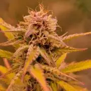 Gorilla Cookies