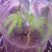 Z42#1 clone-Fastbuds