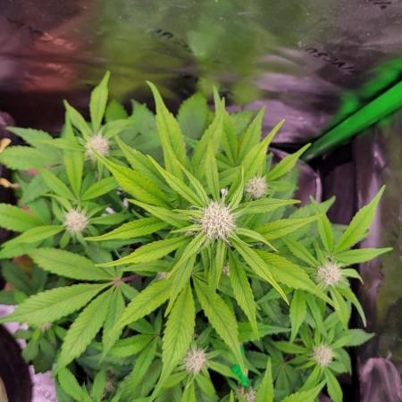 Strawberry Gorilla 🍓🌹