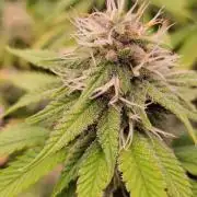 Purple Lemonade FF