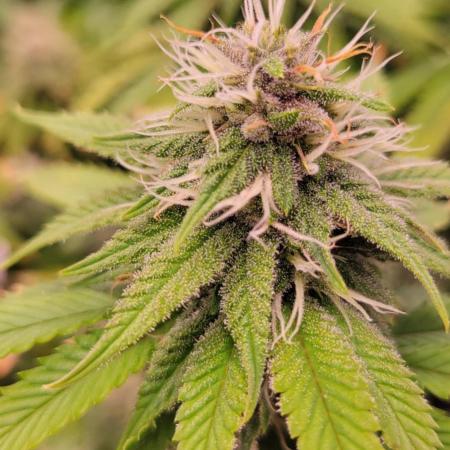Purple Lemonade FF