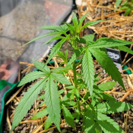 Z42#1 clone-Fastbuds