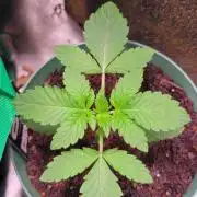 Z42 #2