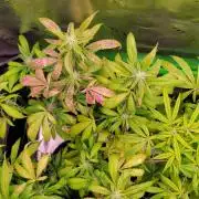 Chem Funk Clone