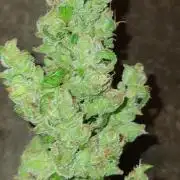 Lemon Cherry Sundae