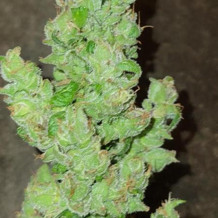 Lemon Cherry Sundae