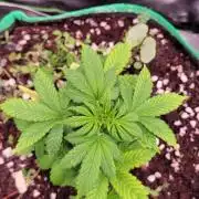 Banana Purple Punch RF3🍌👊