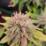 Purple Lemonade FF