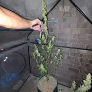 Banana Frost-Fastbuds