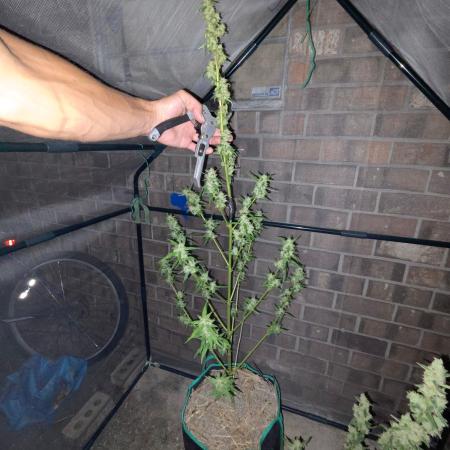 Banana Frost-Fastbuds