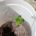 Strawberry Gorilla 🍓🌹