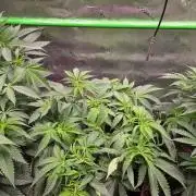 Gorilla Cookies FF-Fastbuds