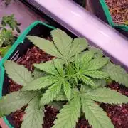 Purple Lemonade FF