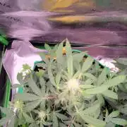 Grape Ape F1 Zamnesia