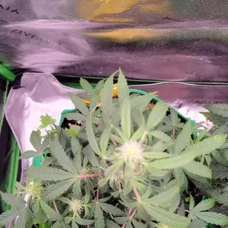 Grape Ape F1 Zamnesia