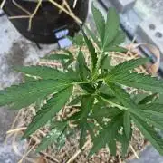 Z42#1 clone-Fastbuds