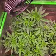 Sour G R1-Ethos