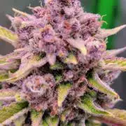 Strawberry Gorilla 🍓🌹