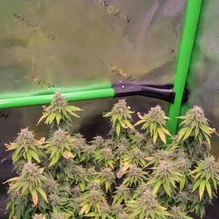 Purple Lemonade FF