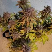 Lemon Cherry Cookies