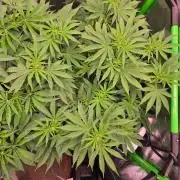 Zkittles X Chama!-Ethos