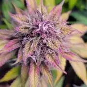 Lemon Cherry Cookies