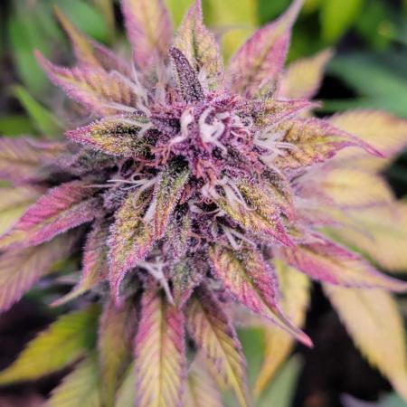 Lemon Cherry Cookies