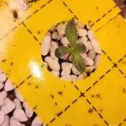 Grape Ape F1 Zamnesia