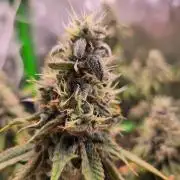 Sour G R1-Ethos
