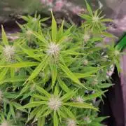 Gorilla Cookies