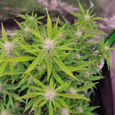 Gorilla Cookies