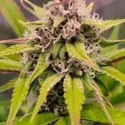 Strawberry Gorilla 🍓🌹