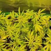 Chem Funk Clone