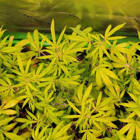 Chem Funk Clone