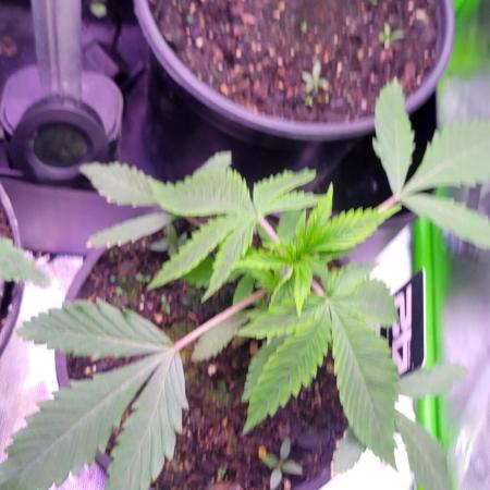 Sour G R1-Ethos