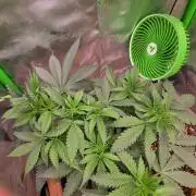 Sour G R1-Ethos