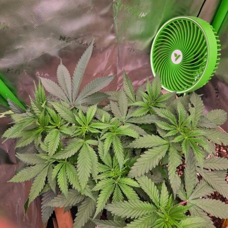 Sour G R1-Ethos